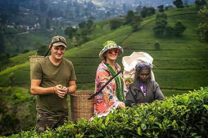 Tea plucking 